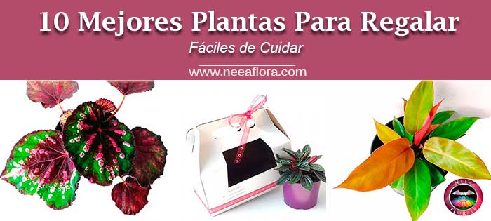 10 mejores plantas para regalar fáciles de cuidar Neea Flora