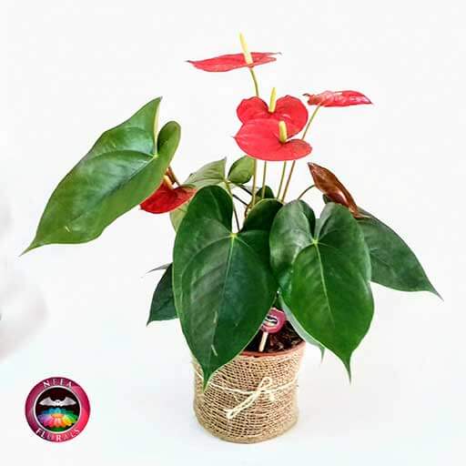 Anturio rojo Anthurium matera plastica yute diagonal-CaroLagos