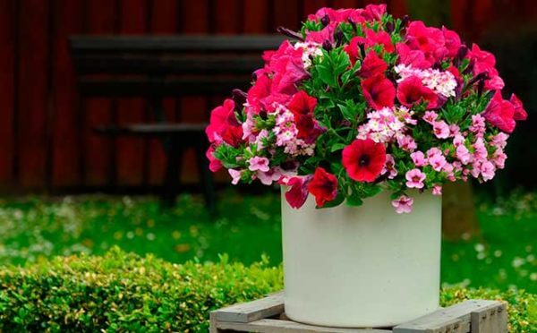 Varias plantas en una maceta jardinera - Caro Lagos