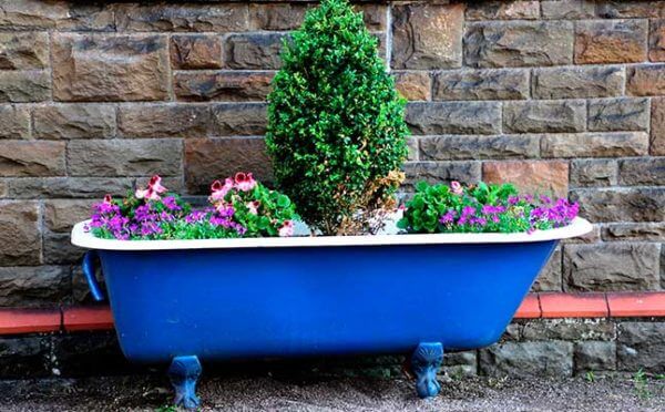 Varias plantas en maceta - Caro Lagos