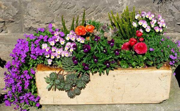 Cómo combinar varias plantas en una maceta jardinera - Caro Lagos