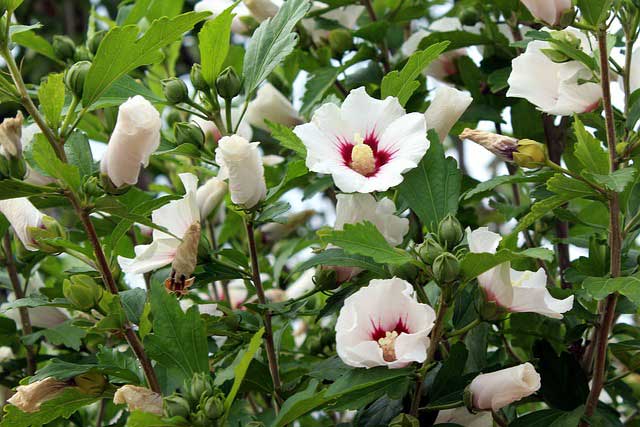 El hibisco (Hibiscus spp) es un ejemplo de planta perenne-Caro Lagos