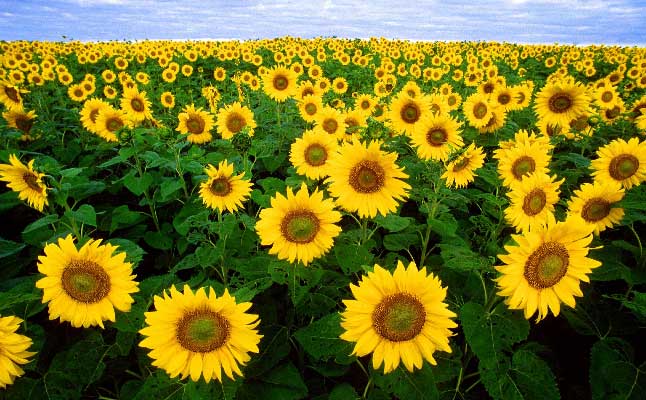 El girasol (Helianthus annuus) es un ejemplo de una planta anual-Caro Lagos