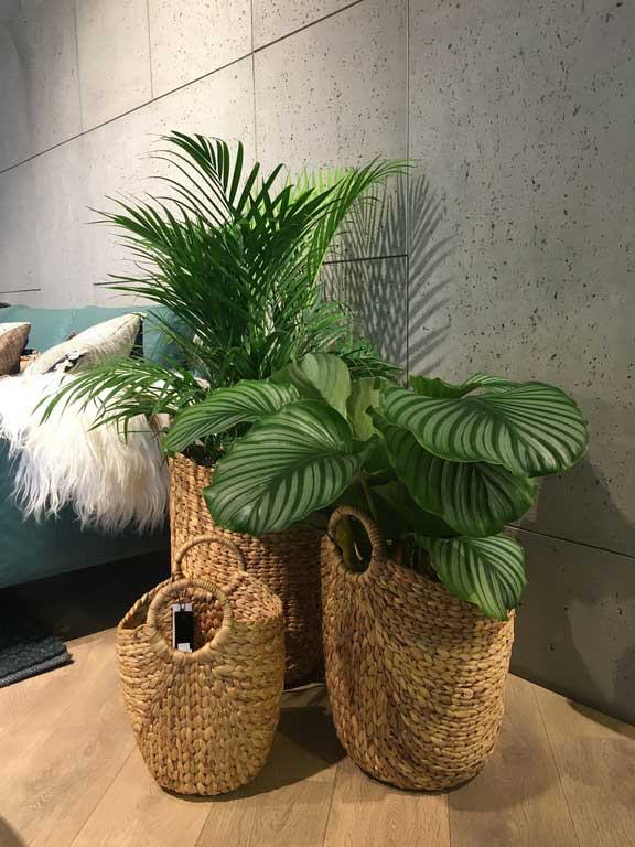 Mejores plantas de interior Plantas sin flor con formas y texturas interesantes-Caro Lagos