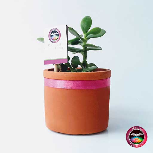 Planta jade planta del dinero chino Crassula ovata en matera de barro redondeada pequeña cinta rosa frontal Neea Flora