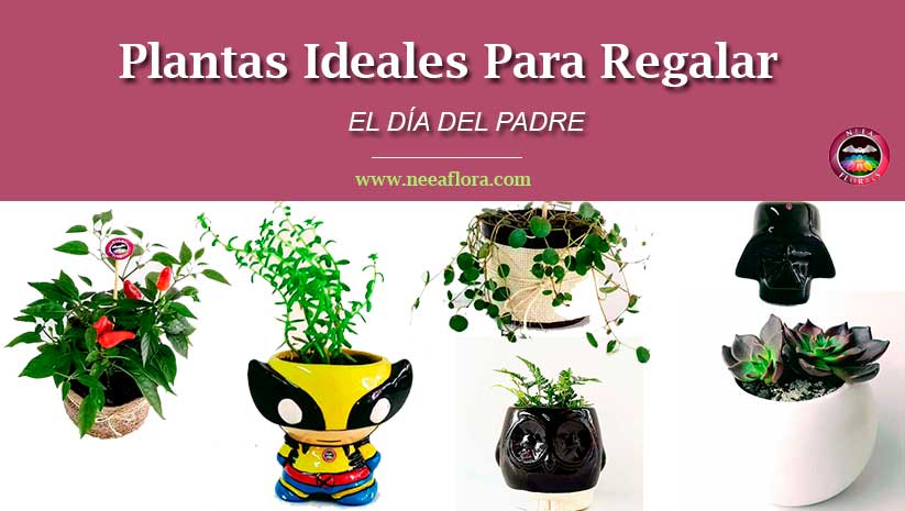 Plantas para regalar el día del padre Neea Flora