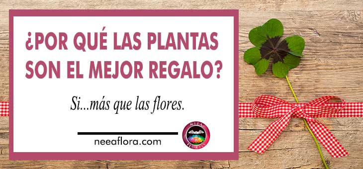 Por qué las plantas son el mejor regalo Si más que las flores Neea Flora