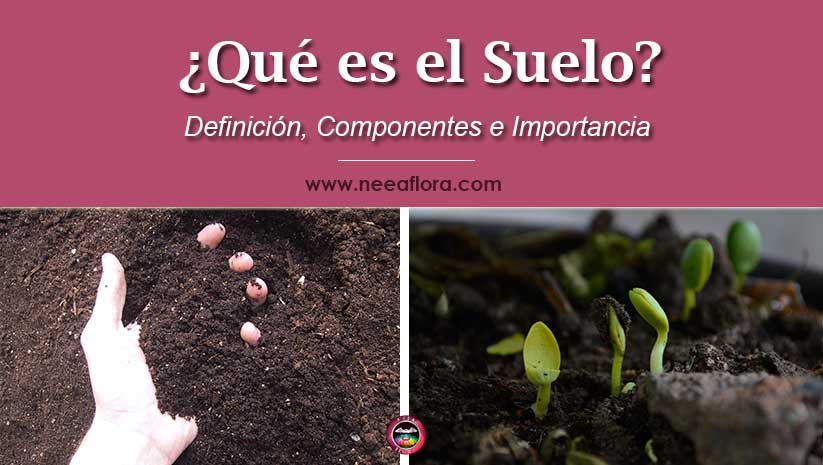 Qué es el suelo-Definición, componentes e importancia - Blog Caro Lagos
