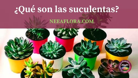 Qué son las plantas suculentas blog Caro Lagos