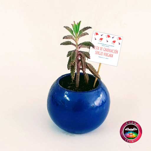 Suculentas recordatorios materas cerámica bolitas 5-7-10cm bola mediana azul con tarjeta Neea Flora