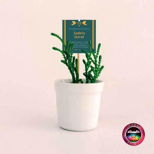 Suculentas recordatorios matera cerámica vaso 6x5cm blanco con tarjeta