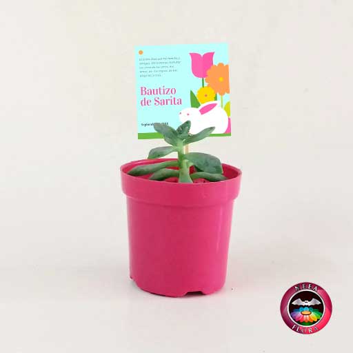 Suculentas recordatorios matera plástica 5cm colores fucsia con tarjeta Neea Flora