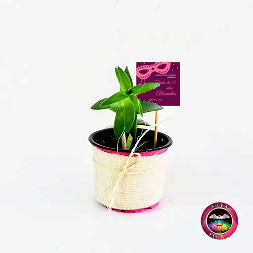 Suculentas recordatorios matera plástica yute 9cm con tarjeta Neea Flora