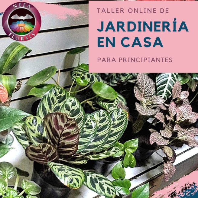 Taller Jardinería en Casa-Neea Flora-Caro Lagos